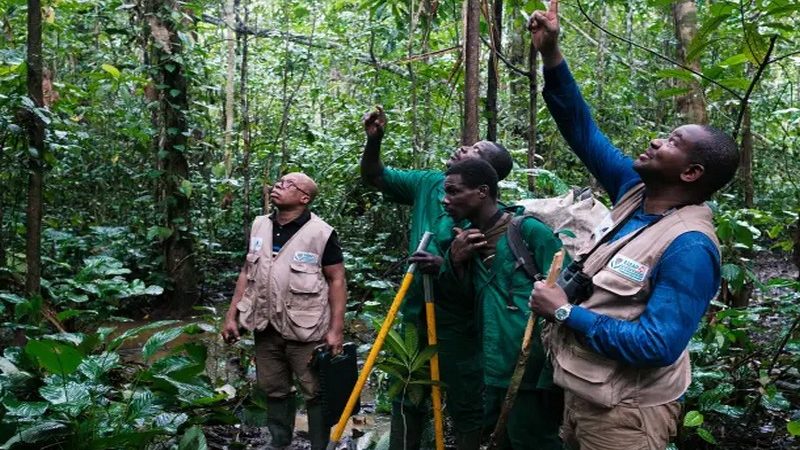 Les primates d’Afrique : Des habitants indispensables pour la conservation des forêts tropicales et la biodiversité