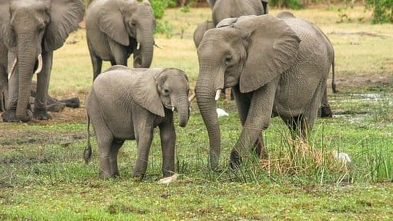 Zimbabwe : un sommet sur la conservation en Afrique australe