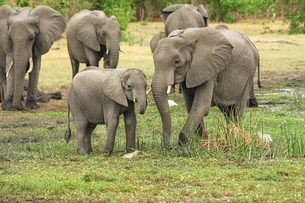 Zimbabwe : un sommet sur la conservation en Afrique australe