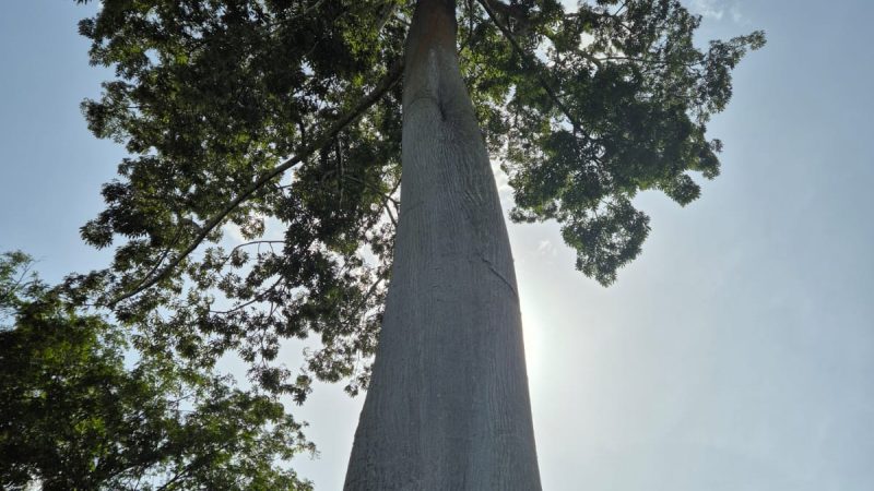 AJESEC : Le parrainage des gros arbres, l’une des solutions alternatives pour la protection des écosystèmes forestiers en République du Congo