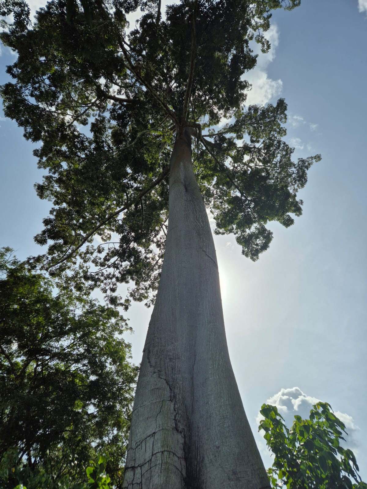 AJESEC : Le parrainage des gros arbres, l’une des solutions alternatives pour la protection des écosystèmes forestiers en République du Congo