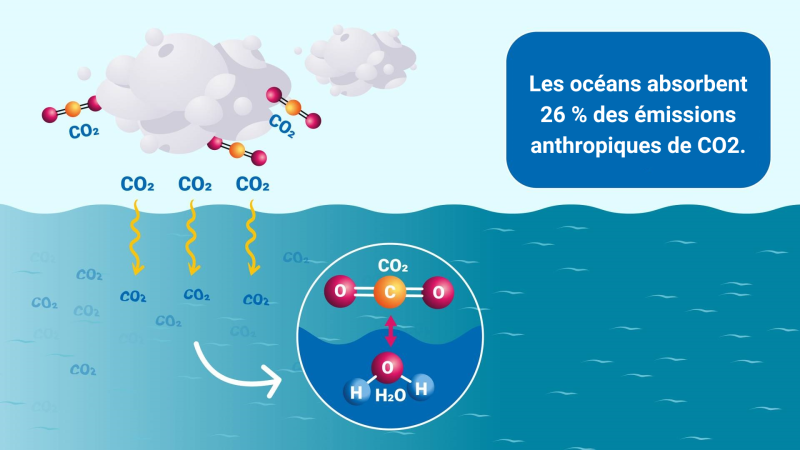 Comment le CO2 acidifie les océans