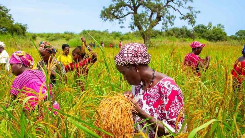Agriculture : vitrine du capital africain