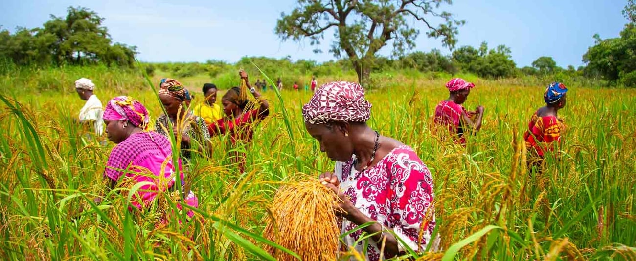 Agriculture : vitrine du capital africain
