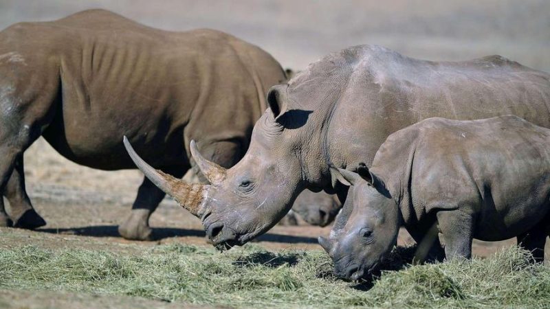 Rhinocéros : comment l’écornage de l’animal permet-il de réduire le braconnage ?