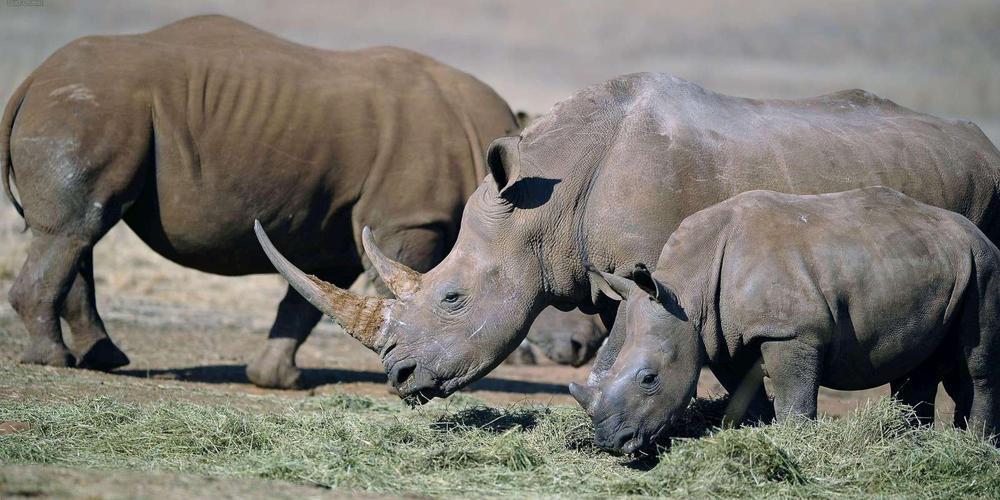 Rhinocéros : comment l’écornage de l’animal permet-il de réduire le braconnage ?