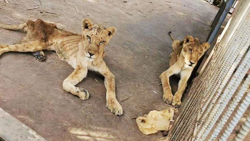 L’Afrique de l’Ouest adopte de nouvelles stratégies de lutte contre les maladies animales transfrontalières