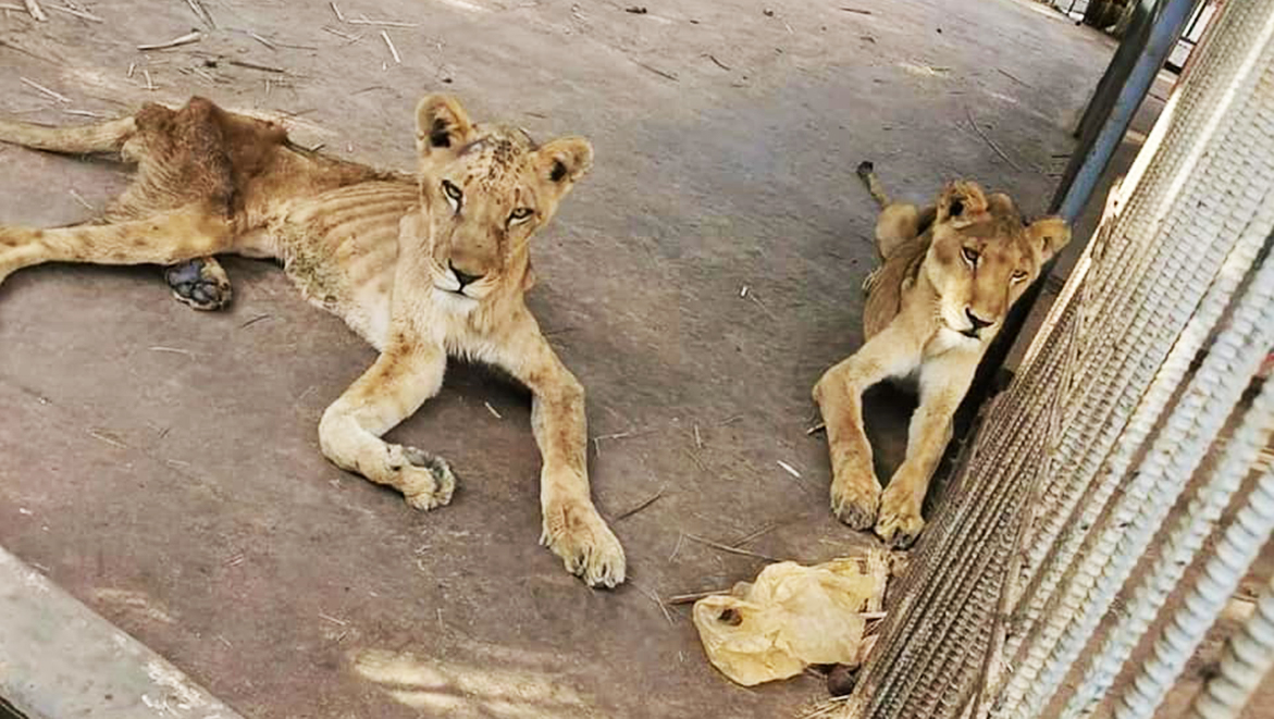 L’Afrique de l’Ouest adopte de nouvelles stratégies de lutte contre les maladies animales transfrontalières