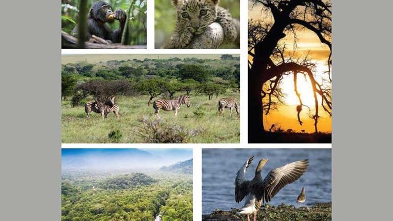 150 millions pour protéger la biodiversité africaine : pari des marchés