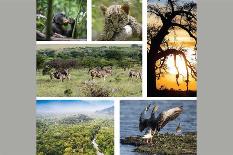 150 millions pour protéger la biodiversité africaine : pari des marchés