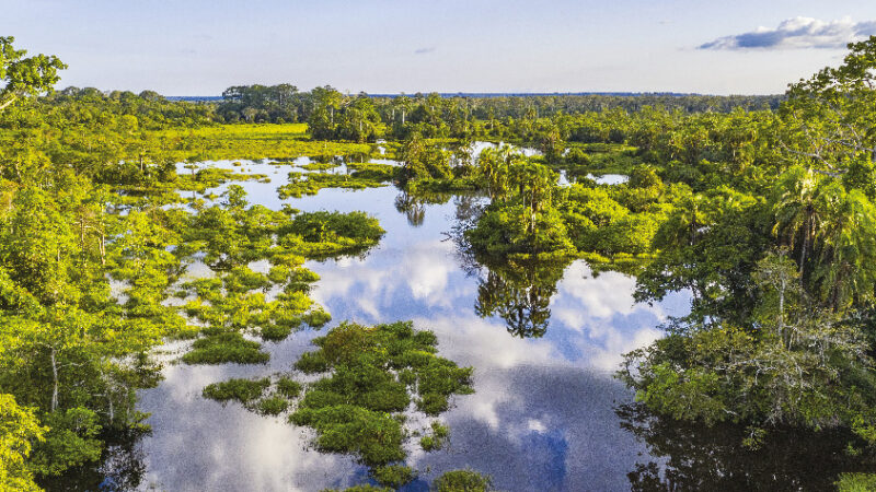 La forêt africaine : un patrimoine écologique à préserver