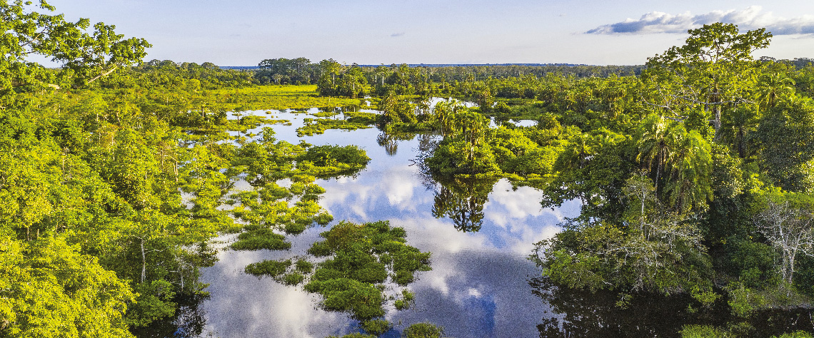 La forêt africaine : un patrimoine écologique à préserver