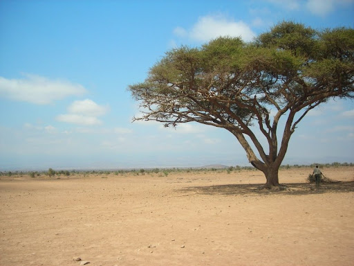 Quand l’Afrique se mobilise pour sauver sa planète