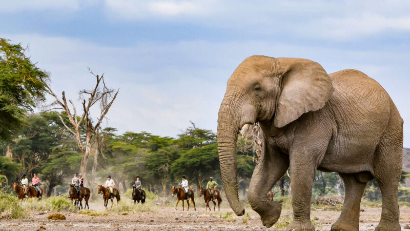 Sous le Kilimandjaro, la justice des éléphants se joue dans les urnes locales