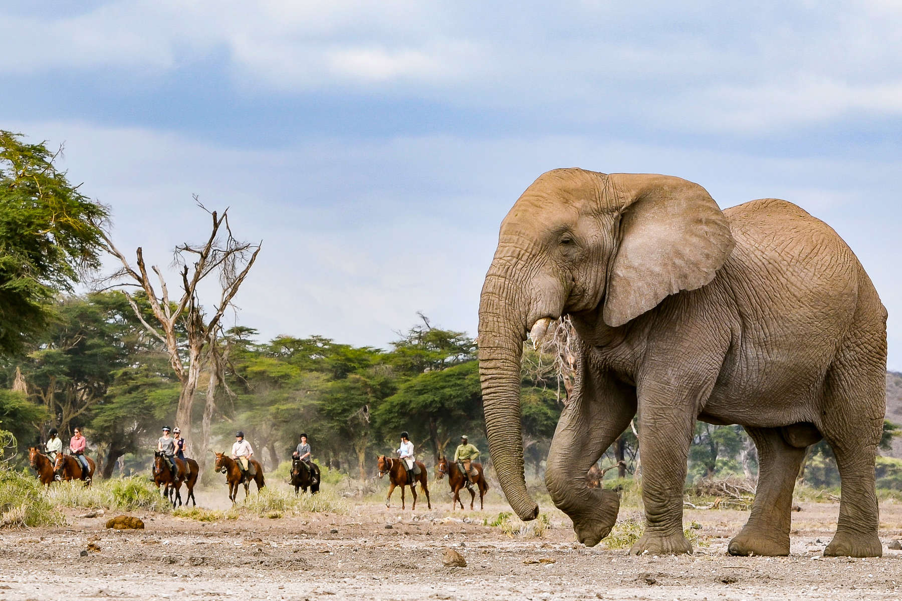 Sous le Kilimandjaro, la justice des éléphants se joue dans les urnes locales