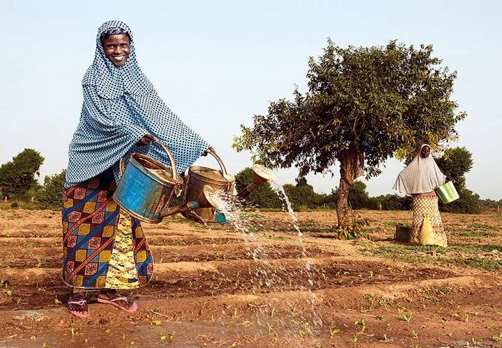 Agroforesterie : un pilier de la sécurité alimentaire en Afrique