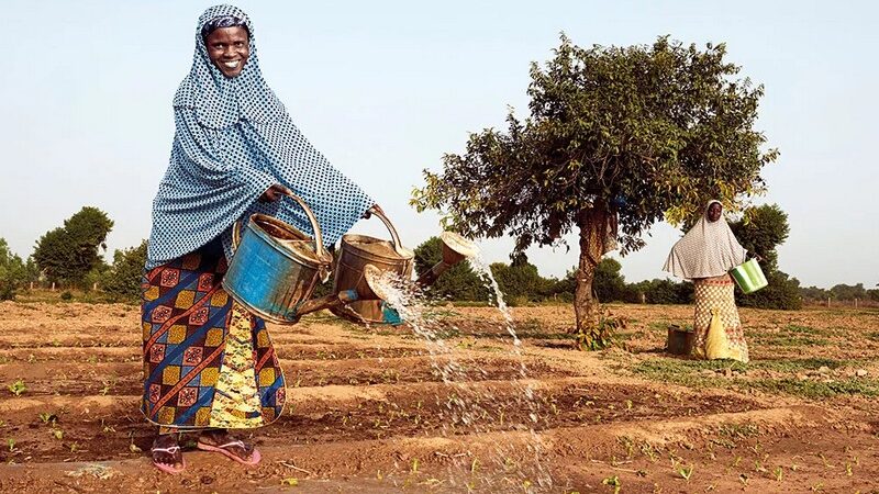 Agroforesterie : un pilier de la sécurité alimentaire en Afrique