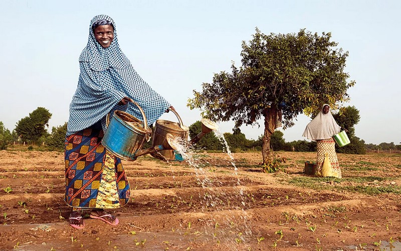 Agroforesterie : un pilier de la sécurité alimentaire en Afrique